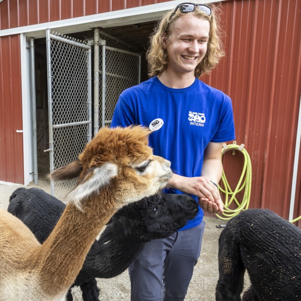 Nathan Ruger standing in his blue Blank Park Zoo shirt feeding four alpacas.