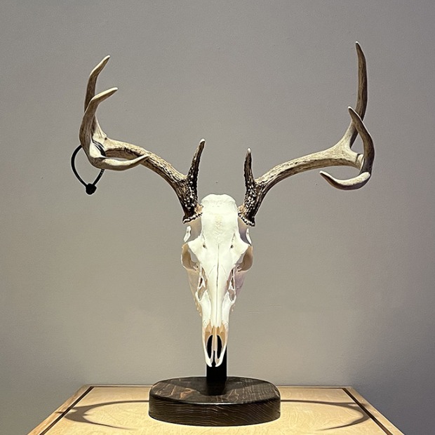 An artwork combining a horned-animal skull with multimedia additions.