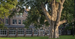 A huge tree casts shade on the South Campus residence halls.