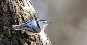 A small black and white nuthatch perched on the bark of a tree