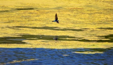 Bird flying over algae