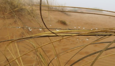 Bunchgrass with water droplets
