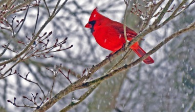 A bright red cardinal in a winter tree bare of leaves