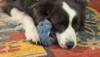Black and white dog laying on a carpet
