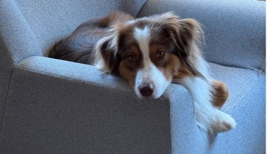 Brown and white do laying in a gray armchair