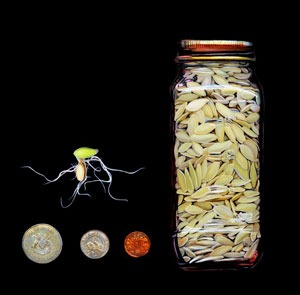 painting of jar of seeds, germinated seed, and coins
