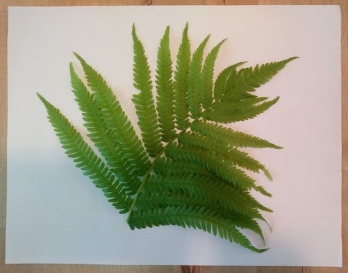 Image of a fern frond