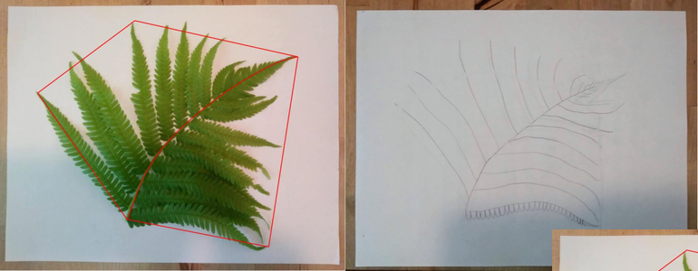 Two images showing the process of drawing a fern frond