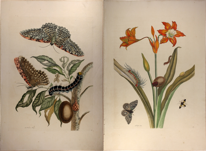 Two images of prints after Maria Sibylla Merian's The Metamorphoses of the Insects of Surinam