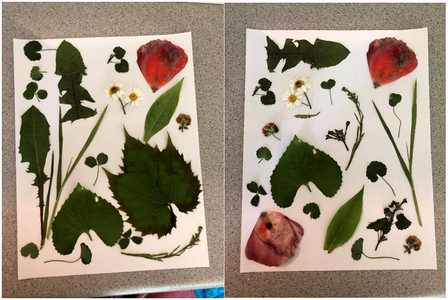 Image of plants that have been pressed