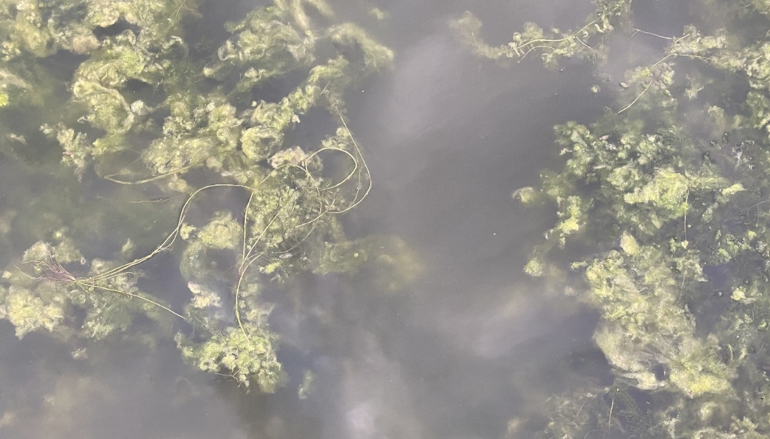 Image of water with plants