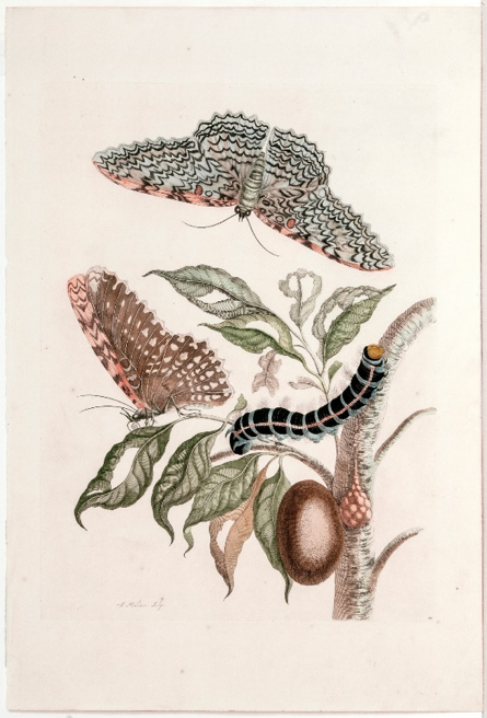 Maria Sibylla Merian, The Metamorphoses of the Insects of Surinam