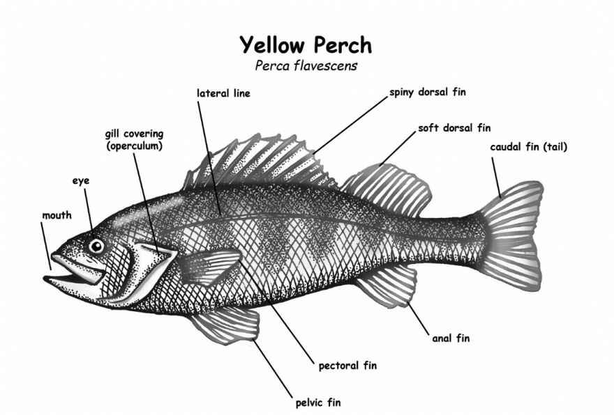 Diagram of a yellow perch noting eyes, mouth, gills, lateral line, and spiny dorsal, soft dorsal, caudal (tail), anal, pectoral, and pelvic fins