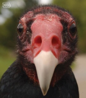 A close-up of a turkey vultures face. A mostly bald, red bird stares into the camera, with large dark eyes and a white beak. 