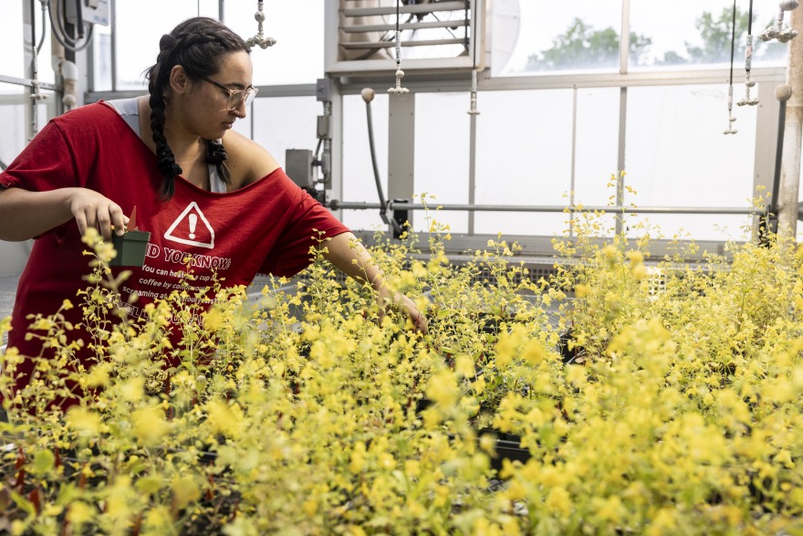 Grinnell College student Mariah Mendez chooses a sample from a large group of yellow monkeyflowers in a greenhouse setting.