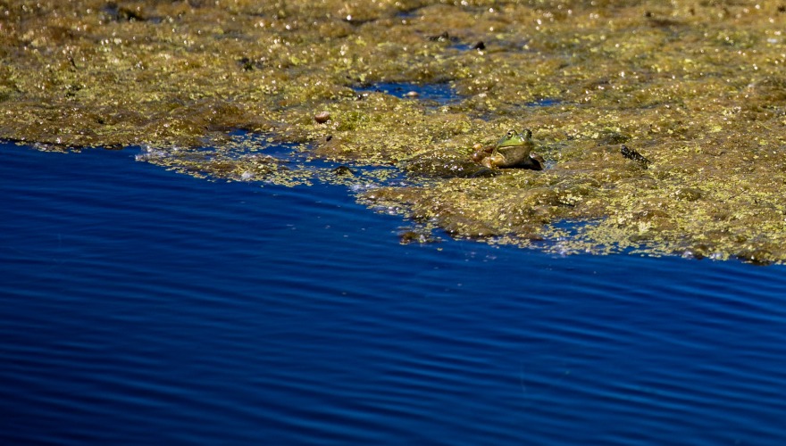 Frog on algae