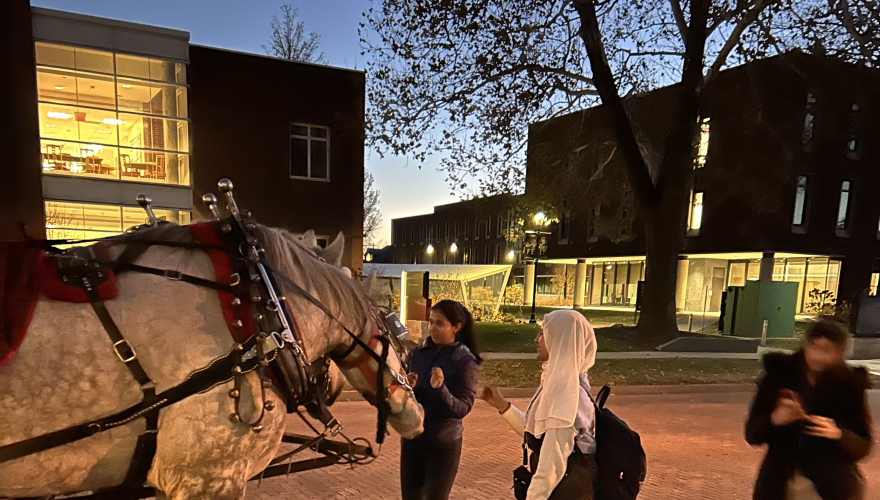 horses at night with two people petting them