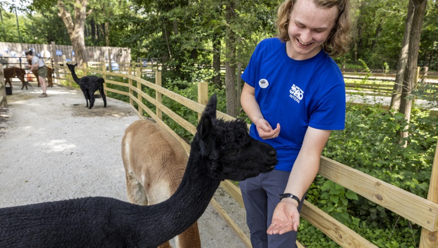 intern at zoo with lamas