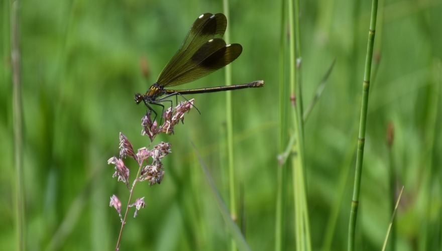 close-up photo of a female jewelwing damselfly perched on a flower