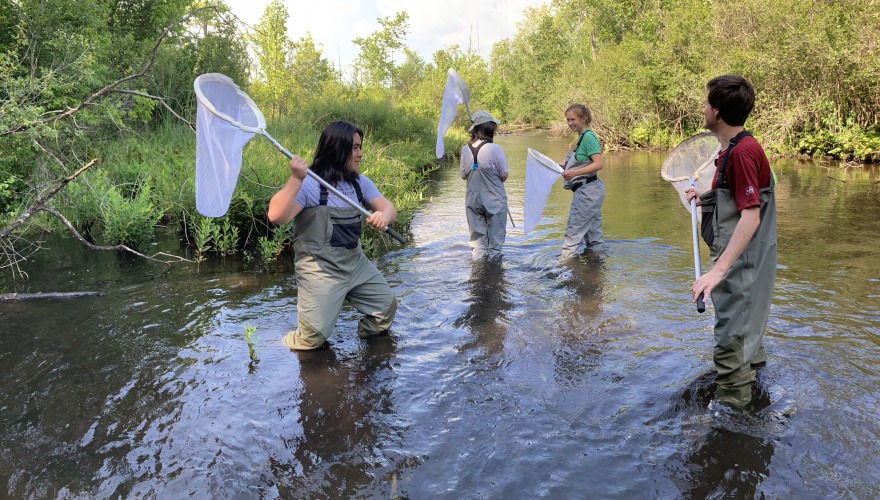 Four students with butterfly nets try to catch insects in a stream