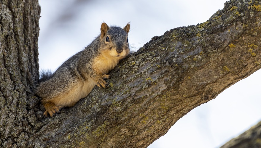 A squirrel relaxes in the branches of a big tree.