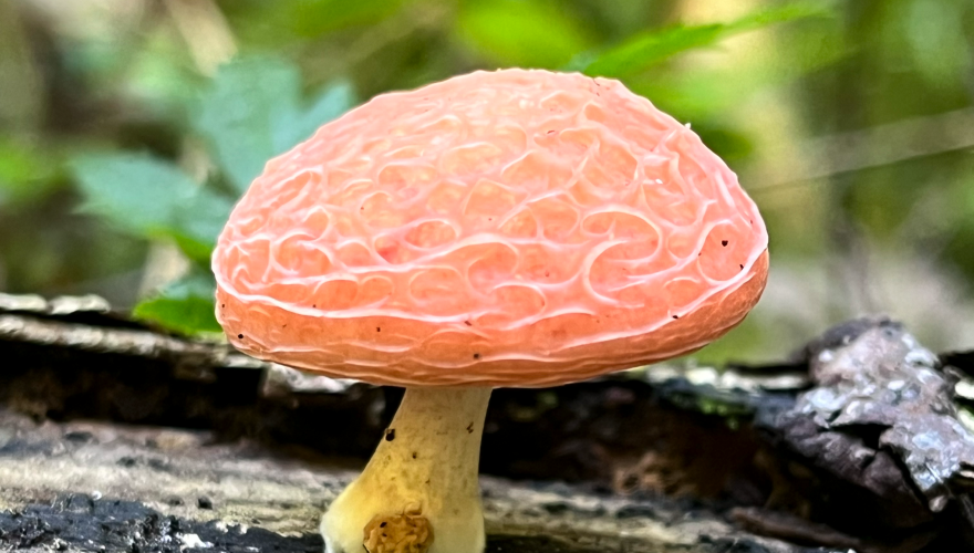 A beautiful mushroom with a peach-colored cap against a background of greenery