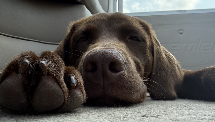 brown lab on boat