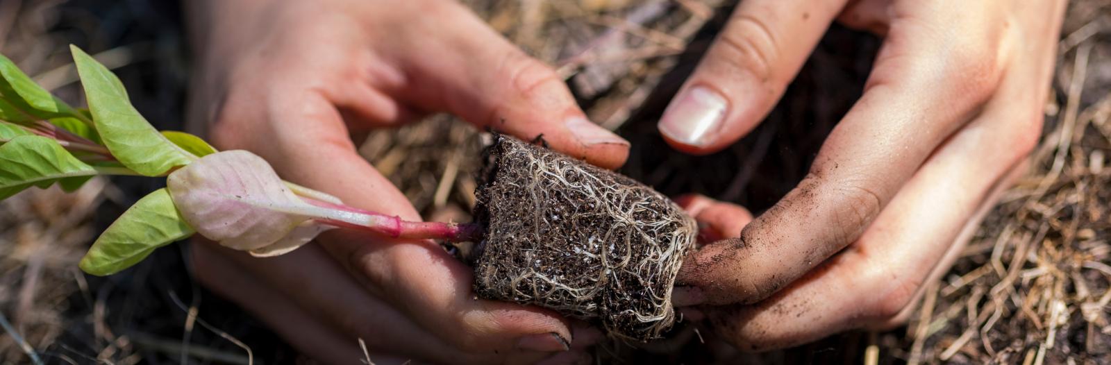 Close up view of student's hands planting a seedling in the college garden