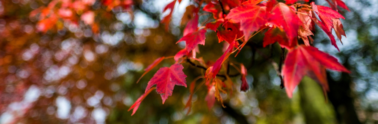 Red leaves