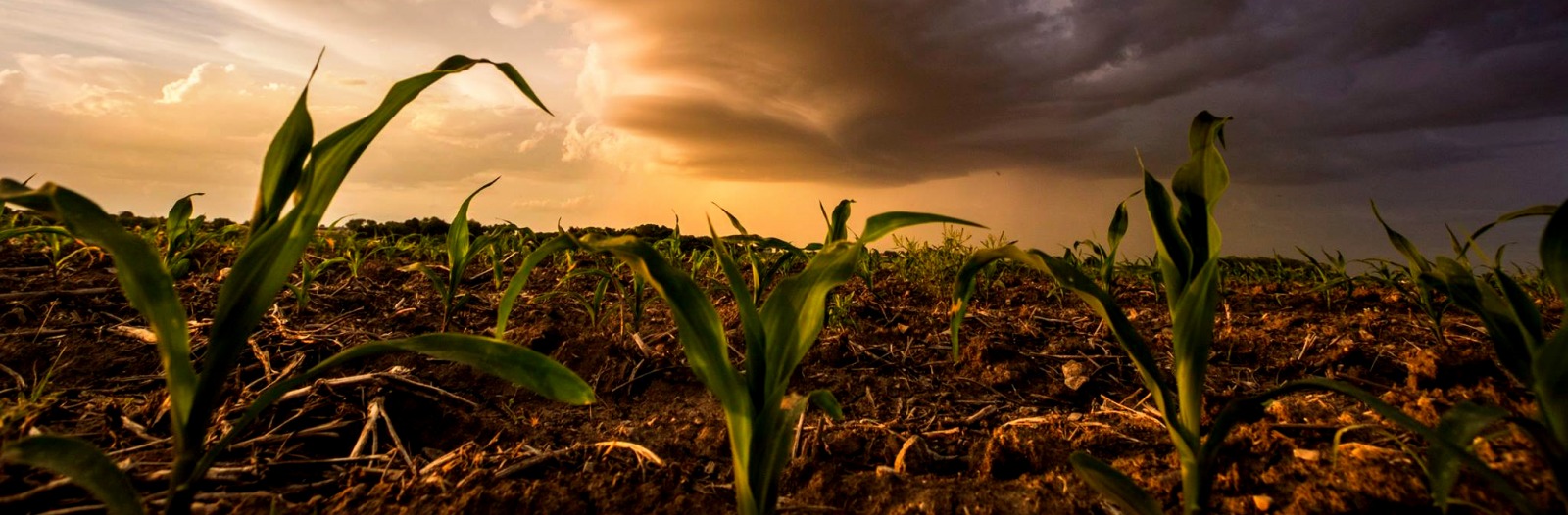 Corn plants sprout with large dark storm clouds overhead