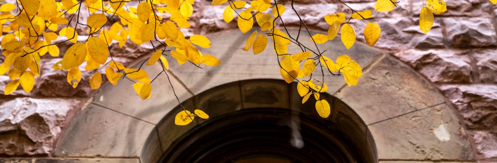 Yellow leaves in front of arched window