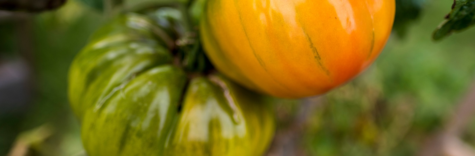 a green striped tomato on the left and yellow tomato on the right hang together from a vine