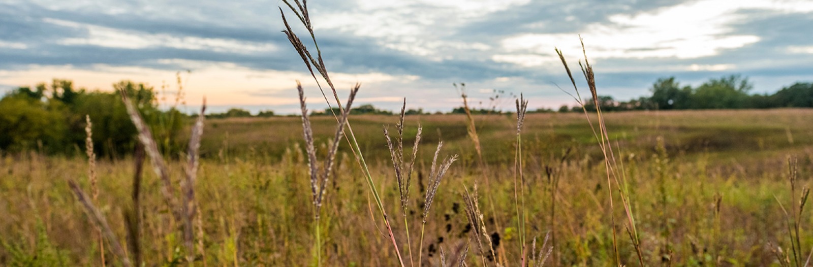 Landscape view of restored prairie in Iowa