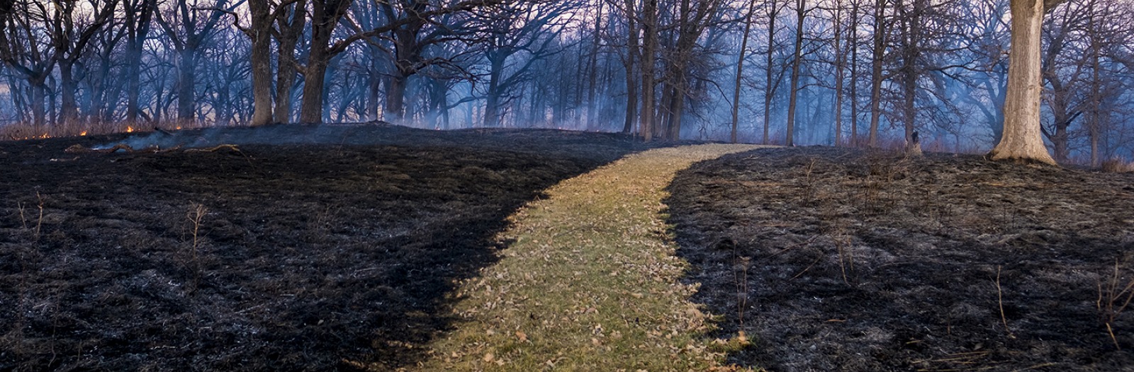 A grassy path winds through recently burned prairie and trees.