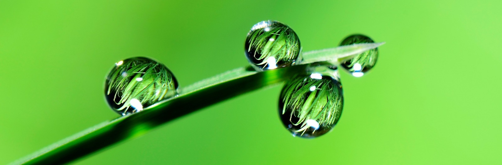 drops of water on a green stem, extreme close-up