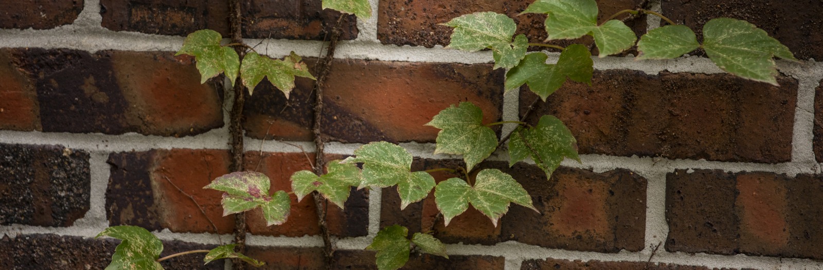 Green ivy growing on a brick wall