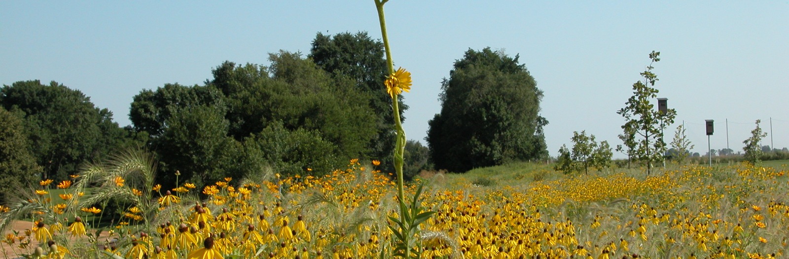 prairie grasses and forbs with yellow blooms and dark green trees in the background