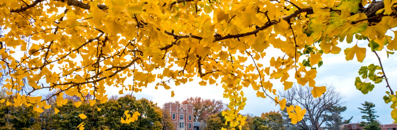 Center for Teaching, Learning, and Assessment Grinnell College
