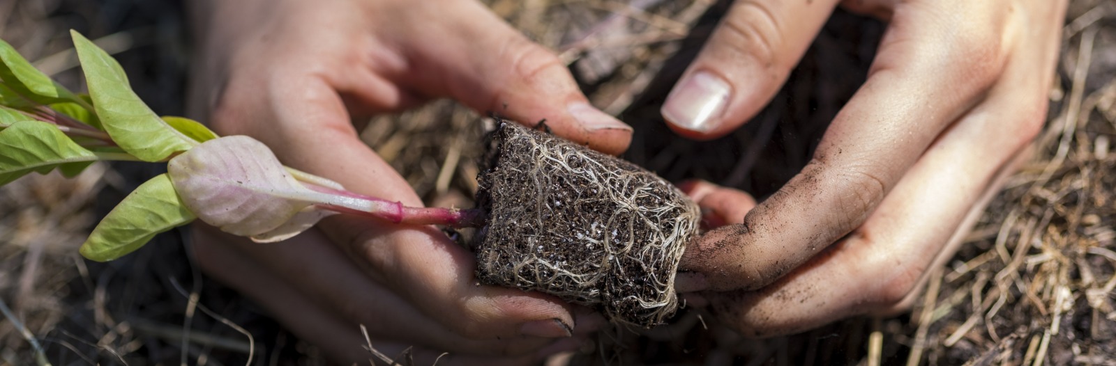 hands of person planting prairie flora