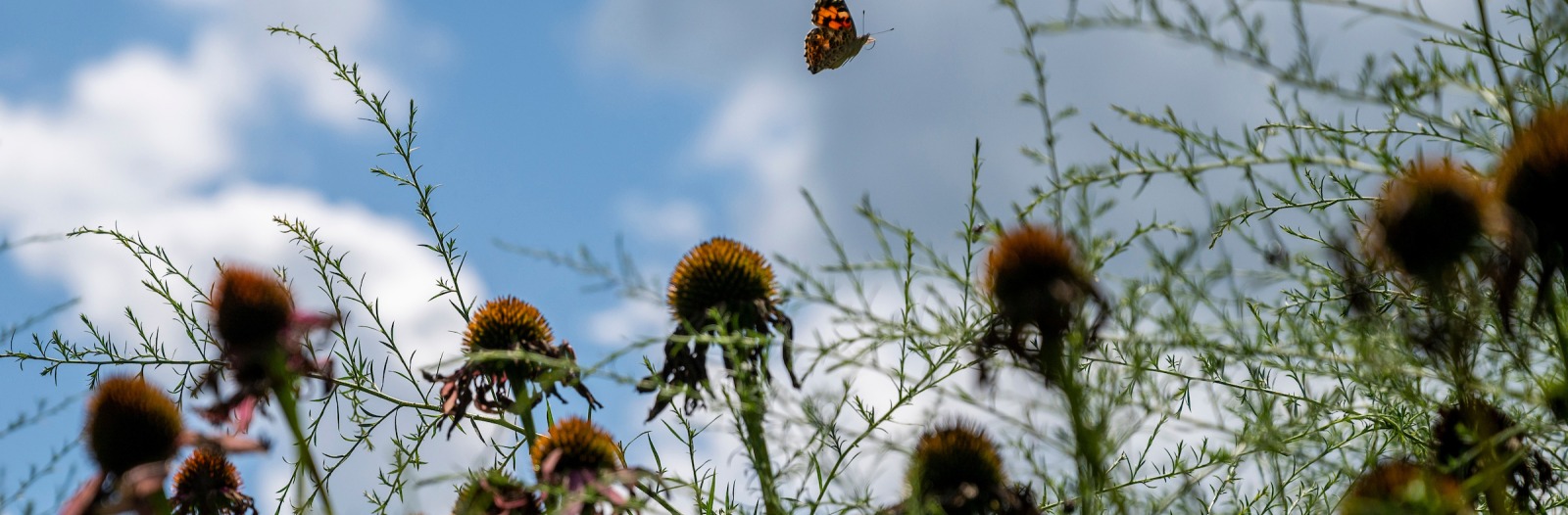 Background image of flowers and a butterfly enjoying a sunny day with white fluffy clouds.