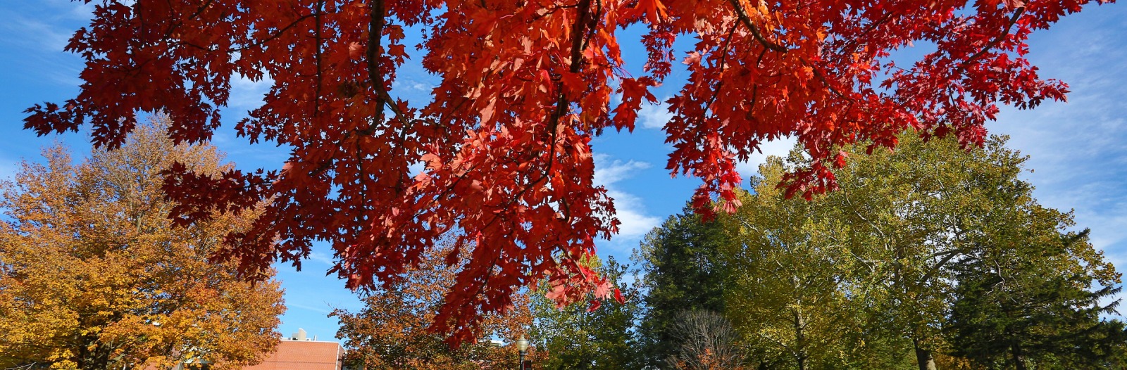Trees with vibrantly colored leaves in the fall