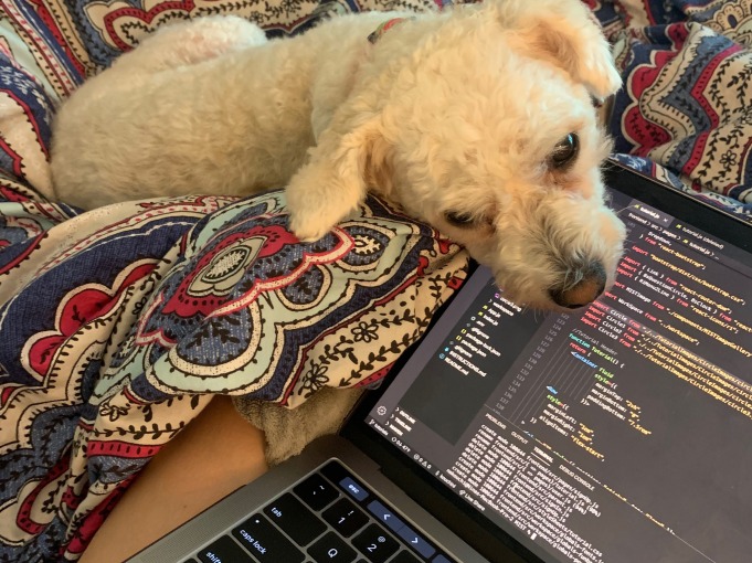 Dog laying on computer 