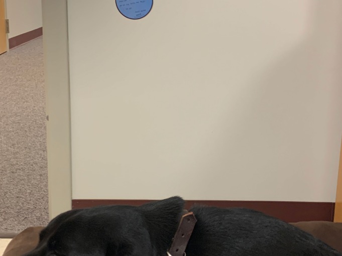 Black dog sleeping with note posted to the wall behind him