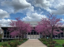 Pathway leading to building between pink trees