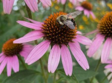 Bee sitting on flower