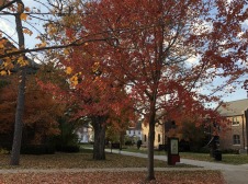 Fall scene south of Steiner Hall with a tree half-covered with red and orange leaves and fallen leaves scattered at the base