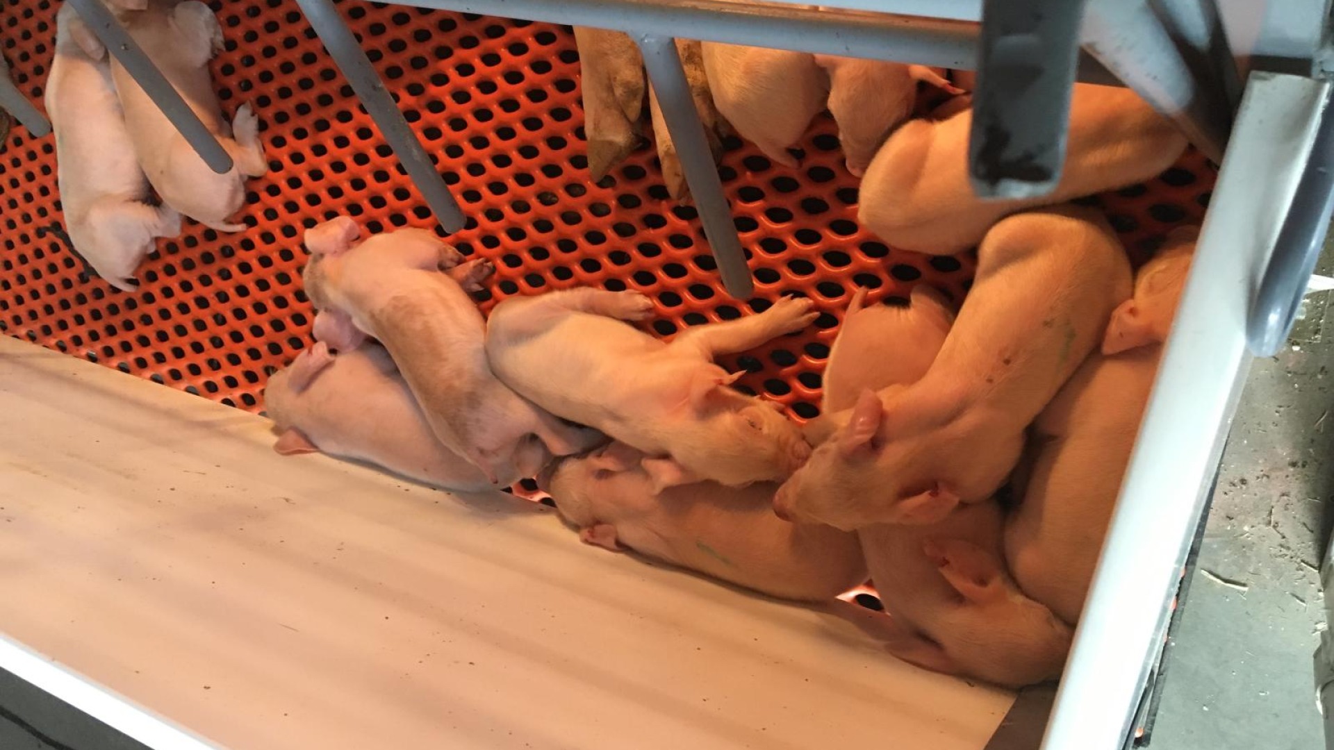 Picture of baby pigs