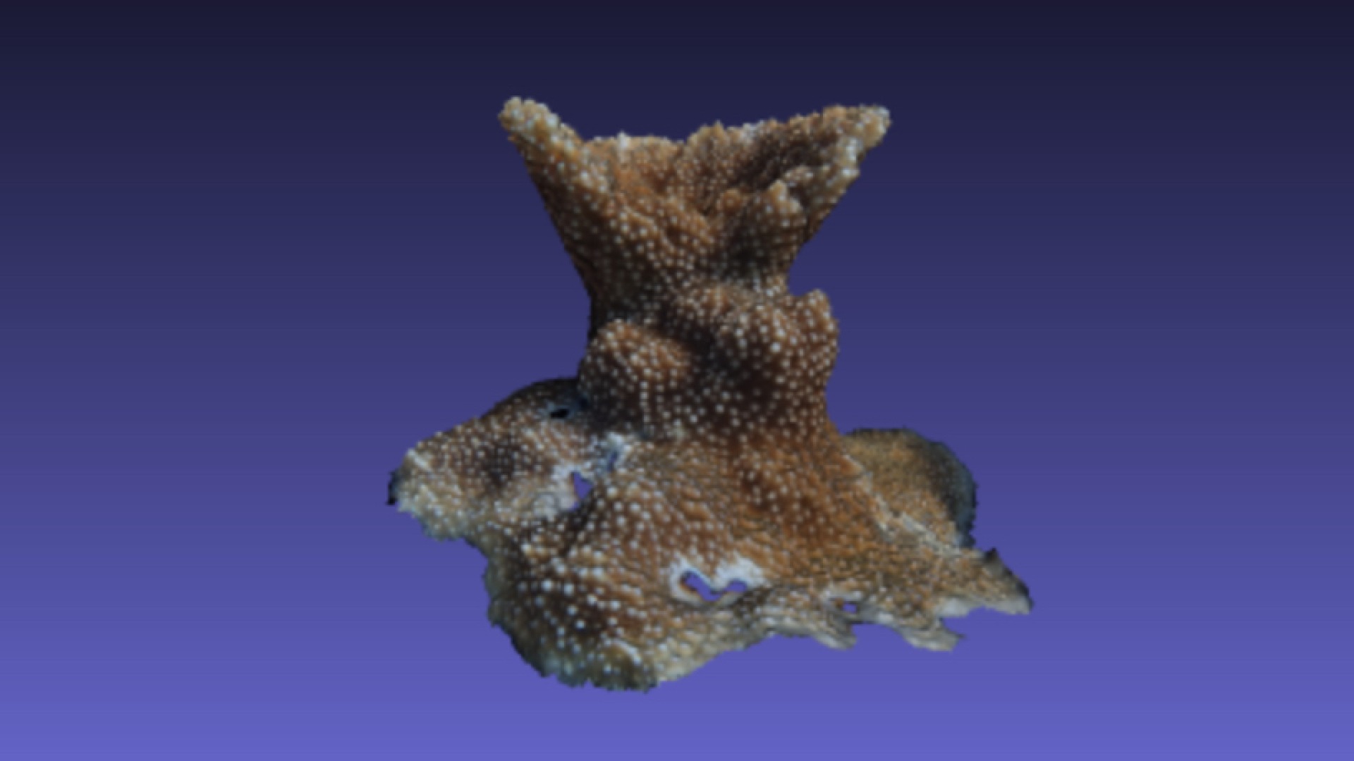 Coral model is cleaned and ready to be measured