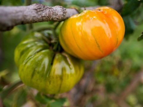 Tomato on the vine beginning to ripen