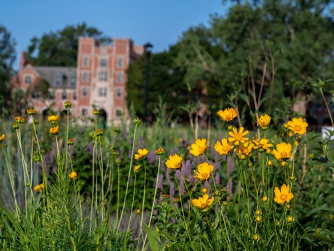 Yellow wildflowers blooming in a new prairie planting on North Campus